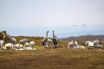 Fototapeta premium Group of cranes eating and fighting and standing around the lake