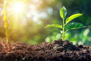 Fototapeta premium Young Plant Growing