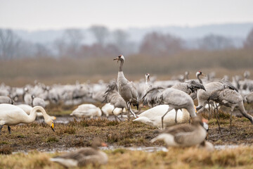 Group of cranes eating and fighting and standing around the lake