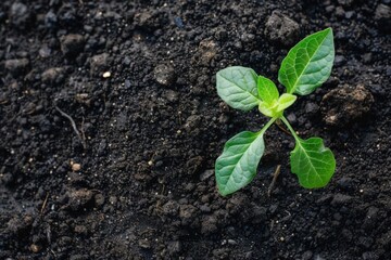 Naklejka premium Green Seedling in Soil