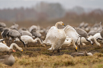 Swan, swans (Cygnus) flapping its wings, cranes (Grus grus) in the background