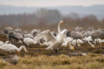 Swan, swans (Cygnus) flapping its wings, cranes (Grus grus) in the background
