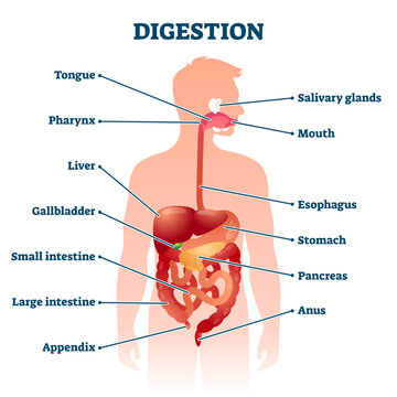 Digestion illustration, transparent background. Labeled educational internal organs info scheme. Digestive tract physiology and anatomical explanation.
