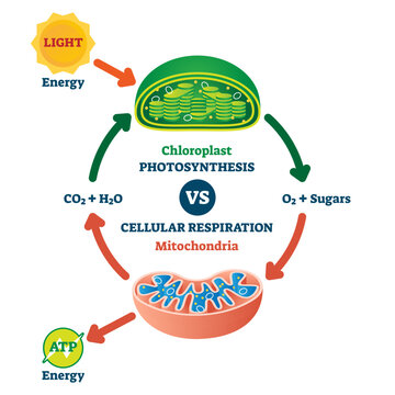 Chloroplast vs mitochondria process educational scheme illustration, transparent background.Labeled photosynthesis and cellular respiration interaction diagram.