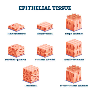 Epithelial tissue with labeled squamous, cuboidal and columnar examples illustration, transparent background.