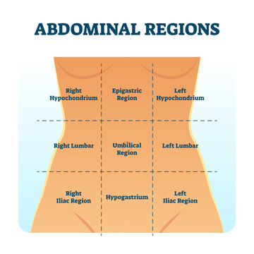 Abdominal quadrant regions scheme as stomach division illustration, transparent background. Labeled examination graphic with hypochondrium.