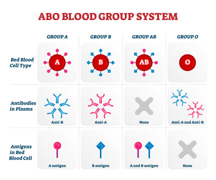 ABO blood group types illustration, transparent background. Educational labeled nursing information chart. Red blood cell, antibodies in plasma and antigens combination diagram.