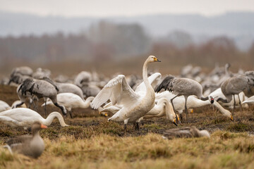 Swan, swans (Cygnus) flapping its wings, cranes (Grus grus) in the background