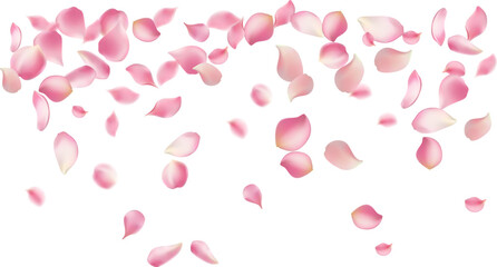 Pink rose petals fall on abstract floral background with gorgeous rose petal greeting card design,Flower flying background,cherry blossom