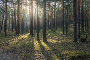 Obraz premium A forest with trees and sunlight shining through the leaves