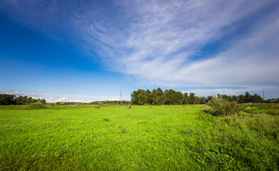 A vibrant meadow stretches under a brilliant sky, dotted with grazing animals, inviting tranquility and a sense of connection with nature.