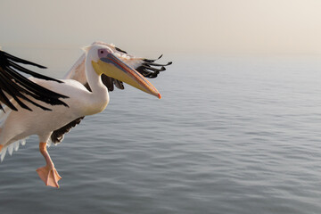 White Pelican in Flight at Walvis Bay, Namibia