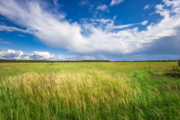 Fototapeta premium A vast expanse of lush green grass stretches under a brilliant blue sky adorned with fluffy white clouds, creating a serene and peaceful atmosphere in nature.