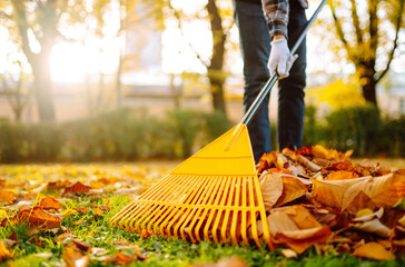 Collection of fallen leaves. Raking autumn leaves from the lawn in the autumn park. Concept of...