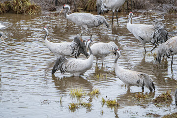 Group of cranes eating and fighting and standing around the lake