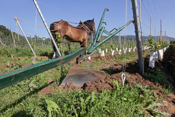 Work horse with a plough