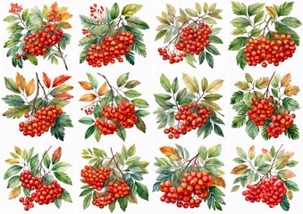 Watercolor set of leaves and rowan berries, hand drawn floral illustration isolated on white background.