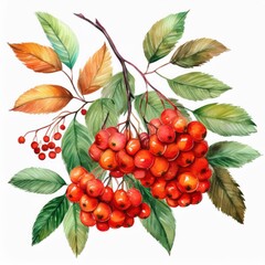 Obraz premium Watercolor set of leaves and rowan berries, hand drawn floral illustration isolated on white background.