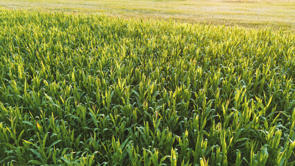Cornfield Rows, Drone View