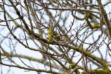 a sparrow sitting on a branch