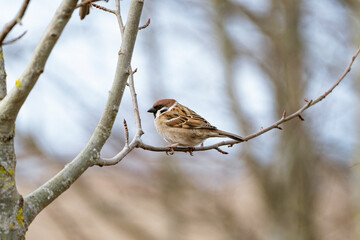a sparrow sitting on a branch