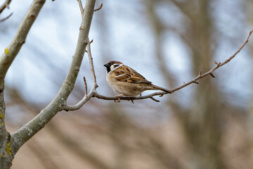 a sparrow sitting on a branch