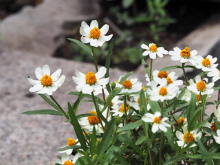 Obraz premium Narrow leaf Zinnia white flower and yellow pollen bloom in garden. Classic (Zinnia Angustifolia Kunth) Popular ornamental plant species Asteraceae Family. Zinnia angustifolia flowers bloom on garden 