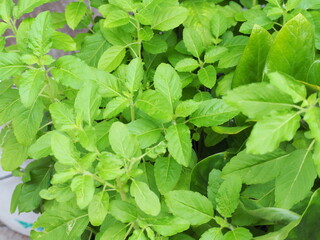 Holy Basil  grown in gaden. Basil is considered the queen of herbs. Ozimum sanctum is aromatic herbaceous plant popularly grown as vegetable. Sweet basil is herb with spicy taste and pungent smell.
