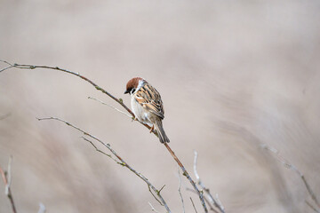 a sparrow sitting on a branch