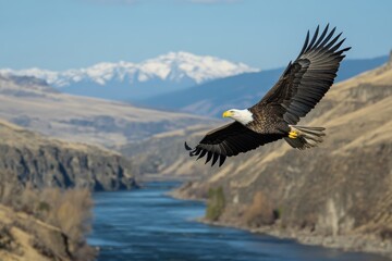 Obraz premium Bald eagle soaring high above a mountainous landscape