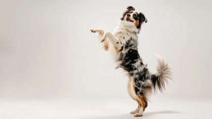 Australian shepherd dog standing on two legs on white background looking up with mouth open