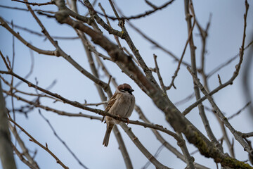 a sparrow sitting on a branch