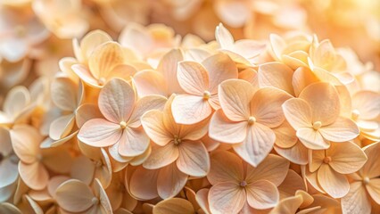 Delicate Hortensia hydrangea flowers in soft peachy beige hues burst with new life, showcasing intricate details and tender buds in a stunning macro close-up.