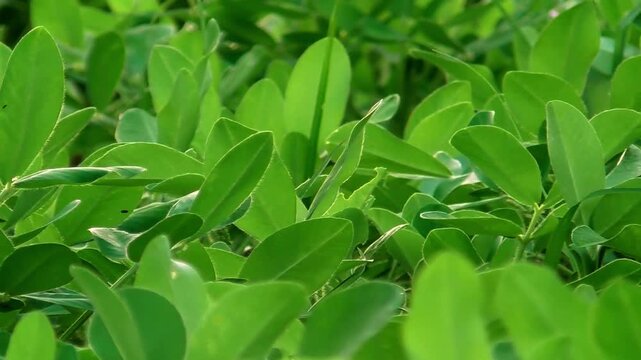Fresh and green peanut leaves in the field during the day with the wind blowing