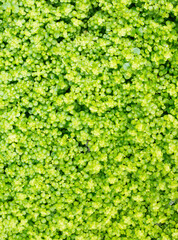 Full frame green ivy natural background