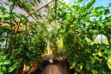 Anbau von Tomaten in einem Gewächshaus im eigenen Garten