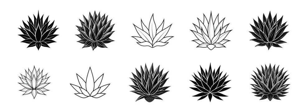 Agave Plant: Stunning Illustrations and Vector Art for Design