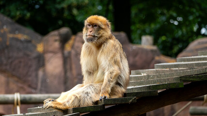 Monkey in a zoo, contemplating