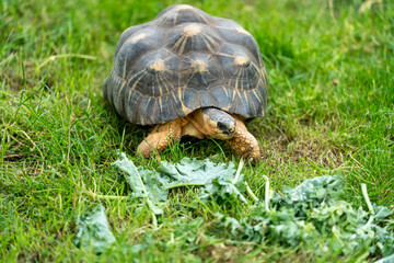 turtle on grass