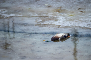 A shot of a dead duck laying in water in winter. Probable cause: bird flu. Sick. Illness.