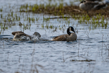 gray goose (Anser anser) flapping its wings and preening itself on the water