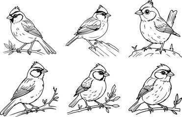 Crowned Sparrow hand drawing coloring page and outline vector design