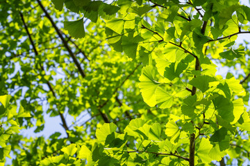 green leaves in sunlight