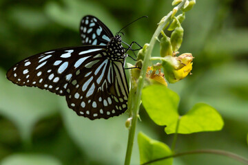 Obraz premium Tirumala limniace butterfly sucking nectar on Crotalaria retusa flower close up.Sun Moon Lake National Scenic Area,Taiwan.High quality photo.For branding,calendar,postcard,screensaver,poster,website.