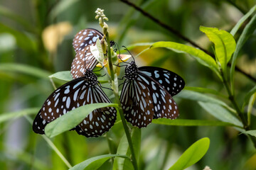 Obraz premium Tirumala limniace butterfly sucking nectar on Crotalaria retusa flower close up.Sun Moon Lake National Scenic Area,Taiwan.High quality photo.For branding,calendar,postcard,screensaver,poster,website.