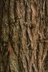 tree bark texture, cracked bark. background texture. High quality photo