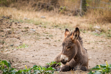 Ane couché sur le sol