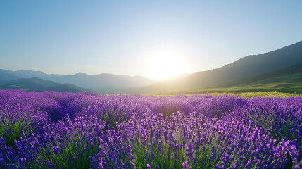 Naklejka premium Lavender fields at sunrise, vibrant purple blooms glistening in morning light, rolling hills in the background under a clear sky, evoking tranquility and beauty.