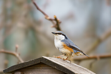 Portait of Eurasian nuthatch (Sitta europaea)