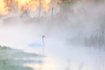 Moody image of lonely mute swan in foggy summer morning environment